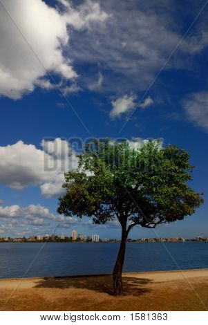 alberi blue skies Swan River Perth 