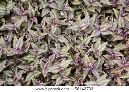 close up tradescantia zebrina plant in nature garden