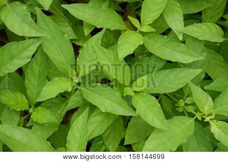 fresh green rhinacanthus nasutus leaves in nature garden