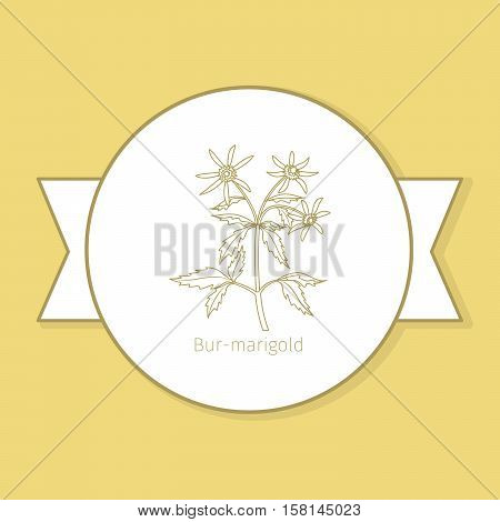 Bur-marigold medicine plant, yellow label design in circle shape. Vector illustration
