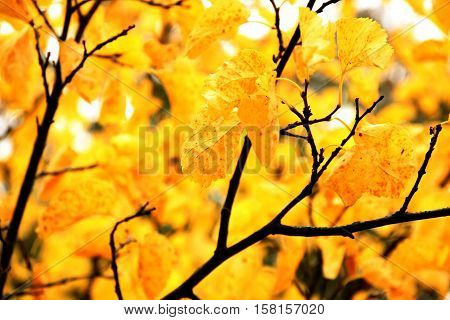 Brilliant color in details of fall leaves turned for autumn season