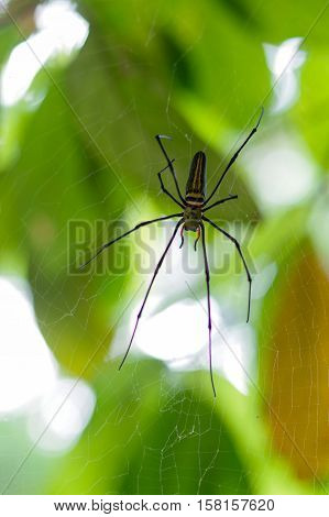 a female Golden Web Spider Nephila pilipes