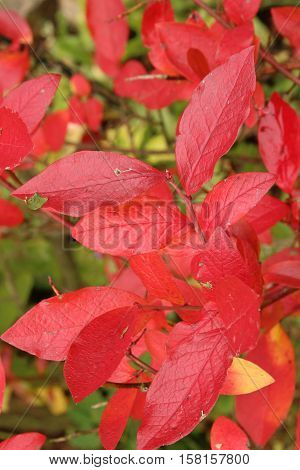 Brilliant color in details of fall leaves turned for autumn season