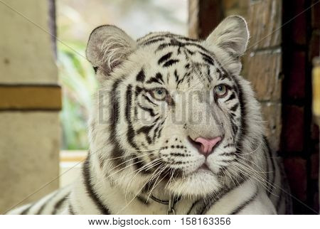baby white tiger with yellow eyes close-up portrait