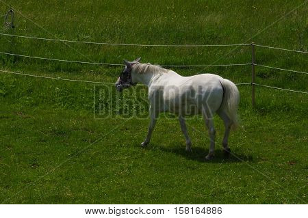 a white horse standing on the pasture and green medow