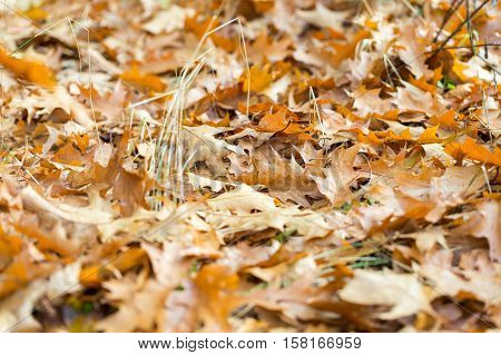 Dry Oak Leaves Lying On Ground