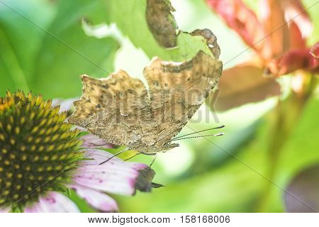 Closeup butterfly on eastern purple coneflower mimicry on the leaf litter, flying migratory insect butterflies that represents summer and the beauty of nature