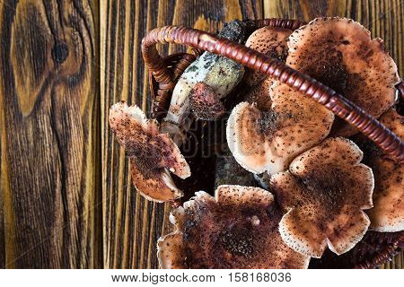 Armillaria mellea commonly known as honey fungus in the heaped wicker basket. The full wicker basket of mushrooms Fresh edible natural mushrooms Armillaria mellea placed on wooden board and basket