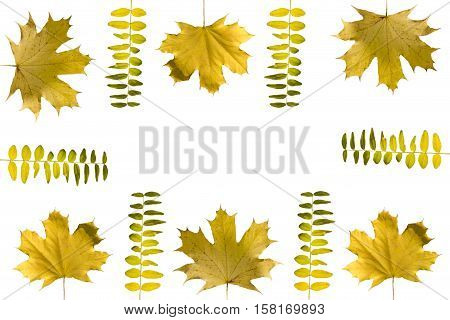 Fall Frame Concept