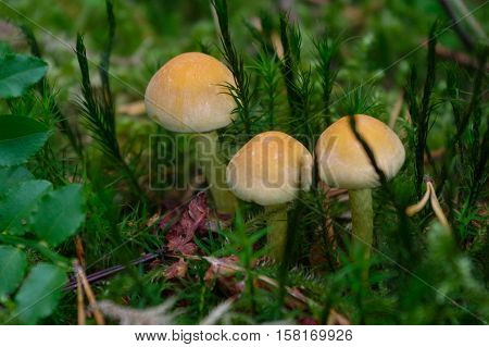 a suillus bovinus growing in the forest also known as the Jersey cow mushroom or bovine bolete