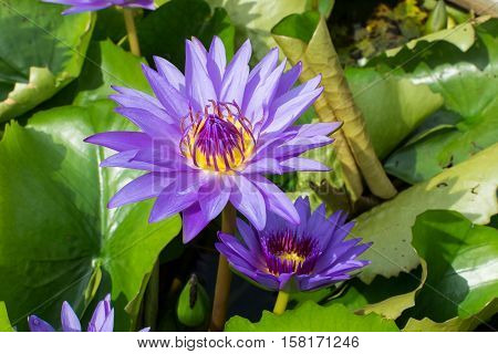Beautiful purple water lilly or lotus on water