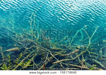 Branches covered in moss and silt lying on the bottom of the lake in transparent turquoise water in the Plitvice lakes national park.