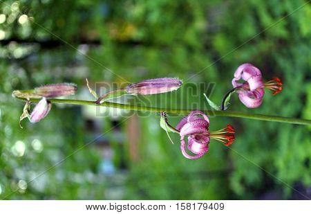 Rare Plant - The Caucasian Lily. Lilium Caucasicum