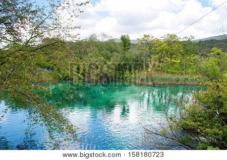 Turquoise transparent waters among green trees and reed in summer. Plitvice lakes national park Croatia