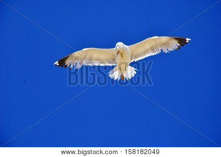 The white seagull scratching in the fly