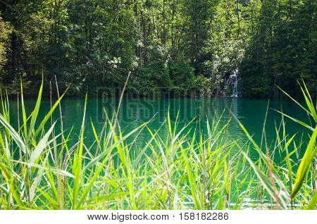 Lake with emerald water. Waterfall among foliage. Reed leaves on the front. Plitvice lakes national park Croatia