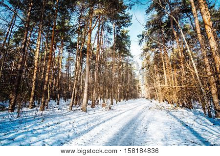Winter in pine forest with white snow walkway. Outdoor woods landscape at a cold sunny day.