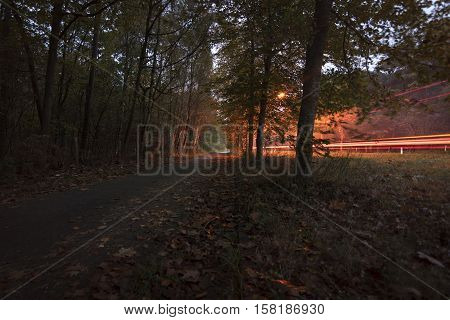 Cars comming towards me giving the forest a special light