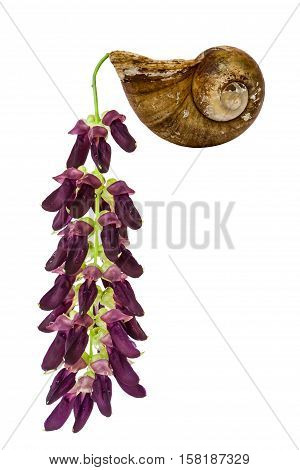 Mucuna Pruriens Flower
