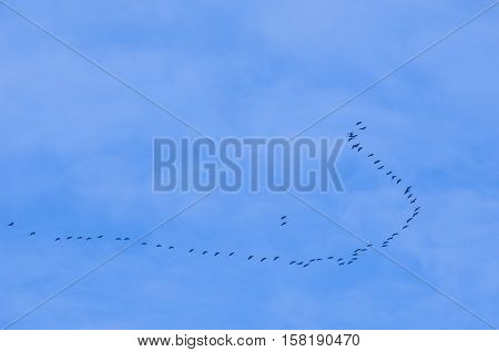 Cranes flying against a blue sky France