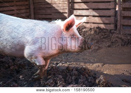 Dirty young pig in a pigsty side