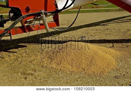 Soybeans spilled out of the elevator hopper and left lying on the ground