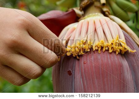 Closeup of children hand picking banana blossom it can edible