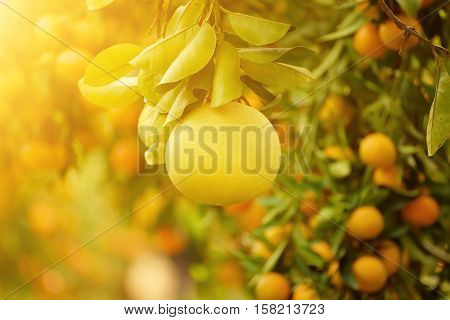 Ripe pomelo fruits hang on the trees in the citrus garden. Harvest of tropical pomelo in orchard. Pomelo is the traditional new year food in China, it gives luck. Agricultural food background