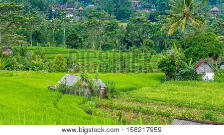 Lush green Rice tarrace in Sidemen, Bali, Indonesia