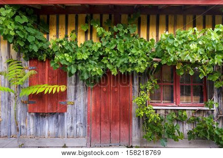 Grapevine climbing on ancient wooden facade in the village of Le Canon, Bassin d'Arcachon, France