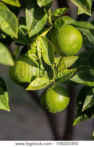 Lime tree with three lime fruits and leaves.