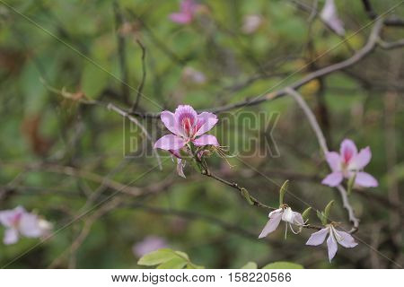 Bauhinia Blakeana Or Hong Kong Orchid Flower