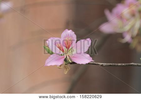 Bauhinia Blakeana Or Hong Kong Orchid Flower