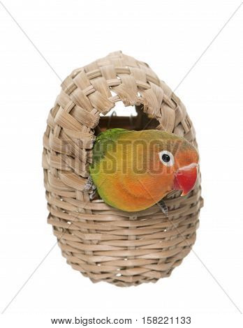bird nest and lovebird in front of white background