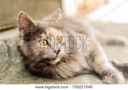 Cat laying down to the floor 