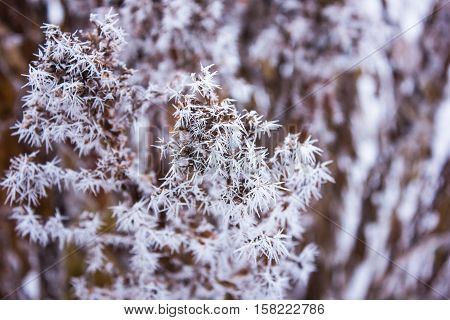 Dry flowers in the frost. winter
Dry flowers in the frost. winter
