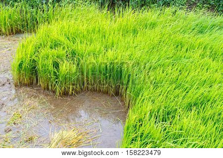 Rice plant growing and produce grains in paddy field.