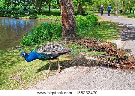 Beautiful Peacock In Park In Leeds Castle