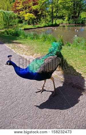 Beautiful Peacock In Park Of Leeds Castle