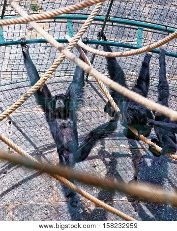 Black Headed Spider Monkey In Zoo In Besancon