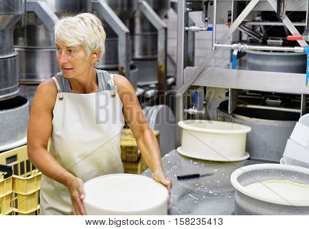Cheese Maker Putting Young Comte Cheese In Forms In Dairy