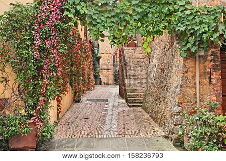 Pienza, Siena, Tuscany, Italy: picturesque ancient alley framed by creeper leaves in the old town