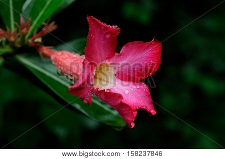 The closeup shot of Dipladenia (Mandevilla) flower wet with dew made against green background Puerto Galera Philippines