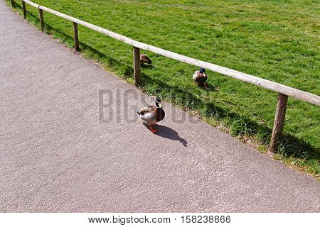 Ducks in the park in Leeds Castle in Kent in the UK.