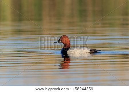 Ferruginous Duck on a lake. Danube Delta Romania