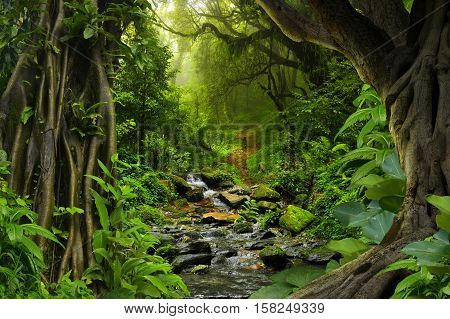 Tropical jungle with river, old trees and mist at dawn