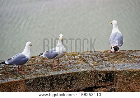 Seagulls At Mont Saint Michel In Normandy Of Manche France