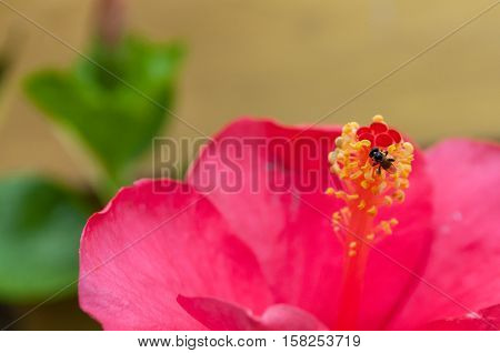 Tiny stingless bee Tetragonula laeviceps no common name on Hibiscus pollen.