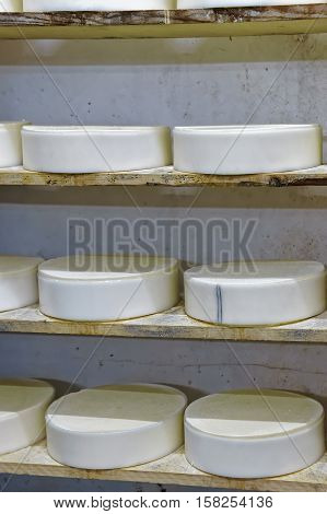 Shelves Of Young Cheese At Ripening Cellar Franche Comte Creamery
