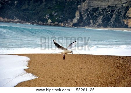 The white seagull land in the beach